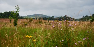 Beitragsbild des Blogbeitrags Abbotsford House