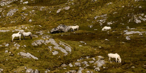 Beitragsbild des Blogbeitrags Eriskay Pony