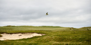 Beitragsbild des Blogbeitrags Berneray