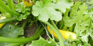 Beitragsbild des Blogbeitrags Erntetage: Zucchini