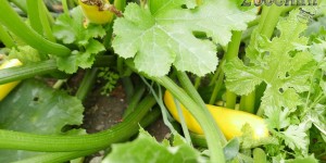 Beitragsbild des Blogbeitrags Erntetage: Zucchini 