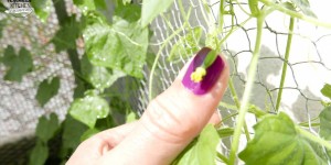Beitragsbild des Blogbeitrags Gartenernte: Melothria