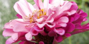 Beitragsbild des Blogbeitrags Kalifornische Riesen Farbklekse im Gartenbeet