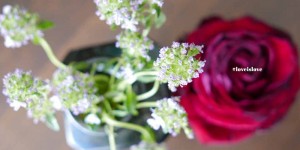 Beitragsbild des Blogbeitrags Nicht vegan, aber mit Herz