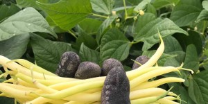 Beitragsbild des Blogbeitrags Erntetage: Fisolen