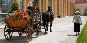 Beitragsbild des Blogbeitrags Ausfahrt der Zitrusbäume bei Kaiserwetter in Schönbrunn