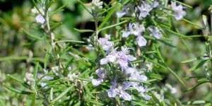 Beitragsbild des Blogbeitrags Gartenernte: Rosmarin, der Alleskönner