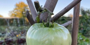 Beitragsbild des Blogbeitrags Das war meine Erntesaison 2019