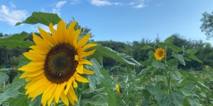 Beitragsbild des Blogbeitrags Sonnenblumen auf der Ernteparzelle – Unbedingt, oder Finger weg? 