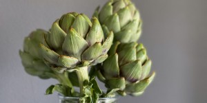Beitragsbild des Blogbeitrags Meine erste Artischocken Saison