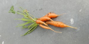 Beitragsbild des Blogbeitrags Erntetage: Karotten 
