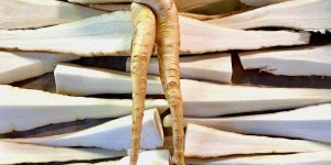 Beitragsbild des Blogbeitrags Erntetage: Pastinaken
