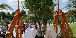 Beitragsbild des Blogbeitrags Citrus Sommer in Schönbrunn 