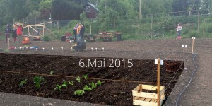 Beitragsbild des Blogbeitrags Meine erste Selbsternte-Saison in Wien #1