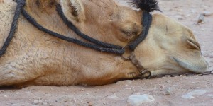Beitragsbild des Blogbeitrags Wie überstehe ich die Hitze? 