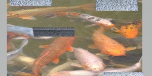 Beitragsbild des Blogbeitrags Bonding in a Pond 