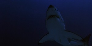 Beitragsbild des Blogbeitrags RAGING SHARKS: Wilde Haie im Bermuda-Dreieck 