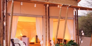 Beitragsbild des Blogbeitrags SpaTree – bringing the Spa back to Nature