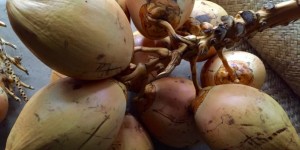 Beitragsbild des Blogbeitrags The Surprising Beauty Uses of Coconut