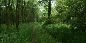 Beitragsbild des Blogbeitrags Vorschau: Wir für Umwelt – Charity Walk, 29. & 30 April 2017 