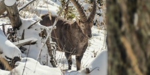 Beitragsbild des Blogbeitrags Von Mixnitz auf den Hochlantsch im Winter 