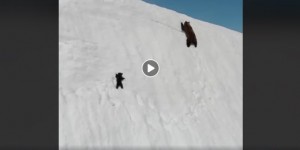 Beitragsbild des Blogbeitrags Mama-Bär und Kind-Bär gingen viral. Aus den falschen Gründen.