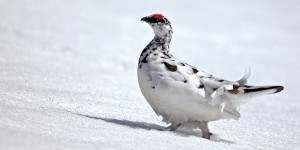 Beitragsbild des Blogbeitrags Biologische Artenvielfalt im Nationalpark Gesäuse