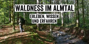 Beitragsbild des Blogbeitrags Waldness® im Almtal