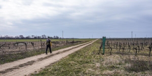 Beitragsbild des Blogbeitrags Zentralalpenweg 02, Etappe 2: Parndorf – Breitenbrunn