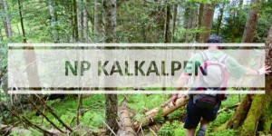 Beitragsbild des Blogbeitrags Waldwildnis im Nationalpark Kalkalpen