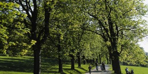 Beitragsbild des Blogbeitrags In den Lainzer Tiergarten: ein Naturschutzgebiet am Rande Wiens
