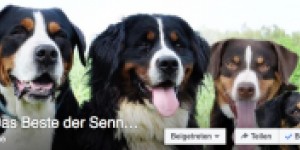 Beitragsbild des Blogbeitrags Swissydog – Das Beste der Sennenhunde 
