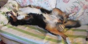 Beitragsbild des Blogbeitrags Gina aus Gablitz