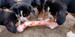 Beitragsbild des Blogbeitrags billiges KNABBERZEUG führt oft zu NIERENVERSAGEN!!!
