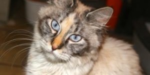Beitragsbild des Blogbeitrags FORL – Die Geißel der Katze – Ulm / Neu-Ulm – Kleintierpraxis Ralph Rückert 