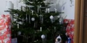 Beitragsbild des Blogbeitrags Harmony von den Gänsewiesen, 2. Geburtstag und Weihnachten 2016 