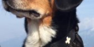 Beitragsbild des Blogbeitrags Sennenhund Bild aus dem Jahr um 1625