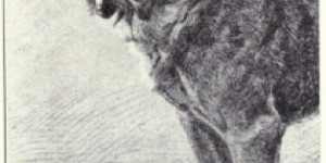 Beitragsbild des Blogbeitrags Hunderassen vor mehr als 100 Jahren