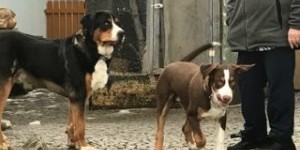 Beitragsbild des Blogbeitrags GSS Hundis in braun und schwarz tricolor