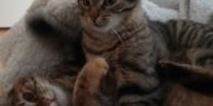 Beitragsbild des Blogbeitrags neues Zuhause gesucht 