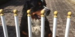 Beitragsbild des Blogbeitrags Jeden Tag stürmische Begrüßung … 