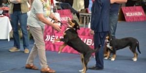 Beitragsbild des Blogbeitrags Sommer Ausstellung in Oberwart