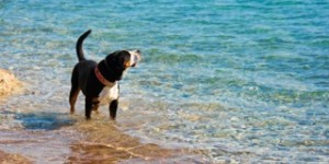 Beitragsbild des Blogbeitrags Jano, der Weltenbummler 26.5.2011 – 28.8.2017