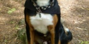 Beitragsbild des Blogbeitrags Buddy ist 11 Monate