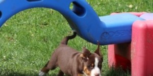 Beitragsbild des Blogbeitrags So wird der Garten zum Hundeparadies