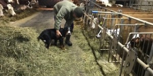 Beitragsbild des Blogbeitrags Rinderhaltung – Tierische Freundschafen –  der Hofhund 