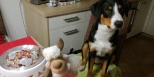 Beitragsbild des Blogbeitrags Welpenabschlußprüfung mit „vorzüglich“ bestanden – Herzlichen Glückwunsch!