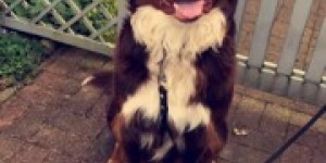Beitragsbild des Blogbeitrags Fritzchen