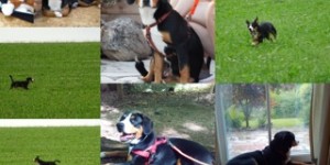 Beitragsbild des Blogbeitrags Danke für die vielen Weihnachtsgrüsse und Fotos. 