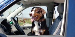 Beitragsbild des Blogbeitrags Sehr zutreffende Rassebeschreibung zum Appenzeller Sennenhund